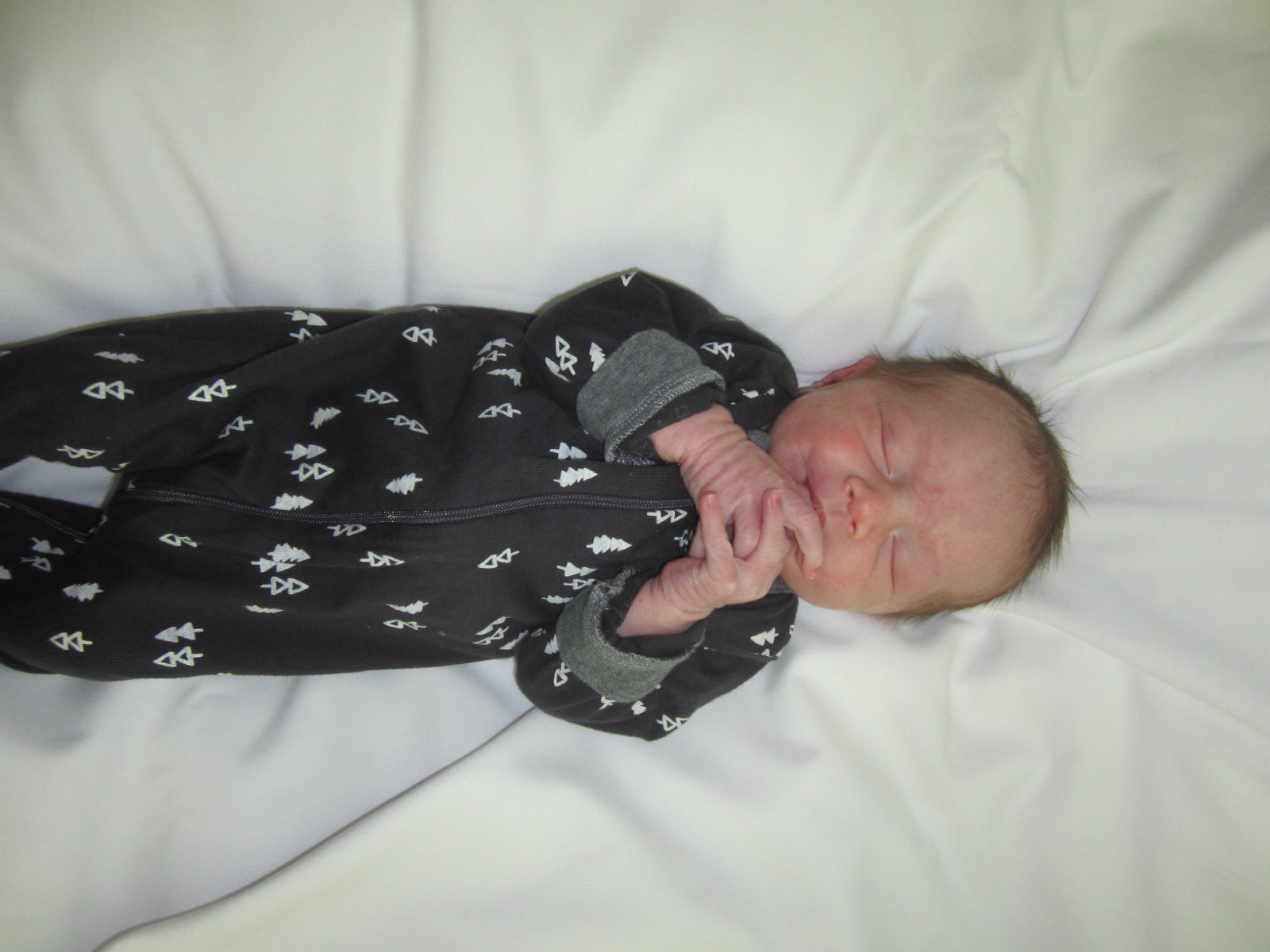 Jasper Asburg Grey